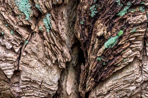 Stary Tree Trunk Jak Kanion — Zdjęcie stockowe