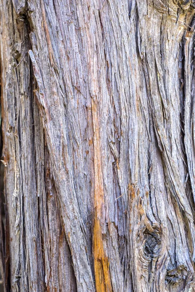 Kora Jałowca Juniperus Flaccida — Zdjęcie stockowe