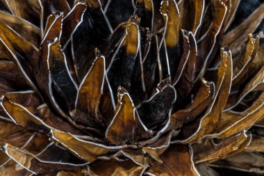 Kraliçe Victoria Agave 'in Ölü Yaprakları (Agave victoriae-reginae)