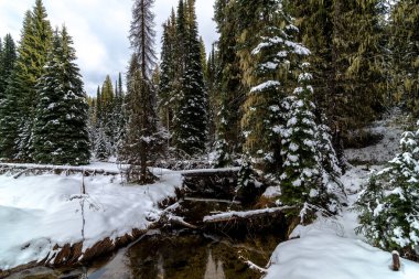 Elk Creek in Early Fall, Idaho