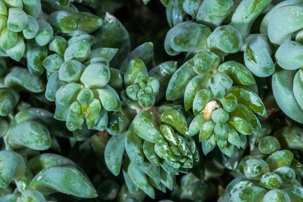 Ezelstaartplant Sedum Morganianum — Stockfoto