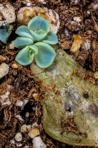 葉切断による植物伝播 — ストック写真