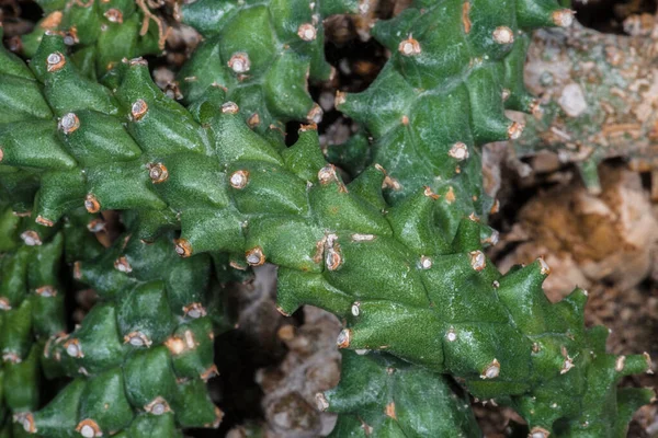 Stiele Einer Monadenium Monadenium Stapelioides Pflanze — Stockfoto