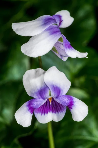 Flores Planta Violeta Australiana Viola Hederacea — Fotografia de Stock