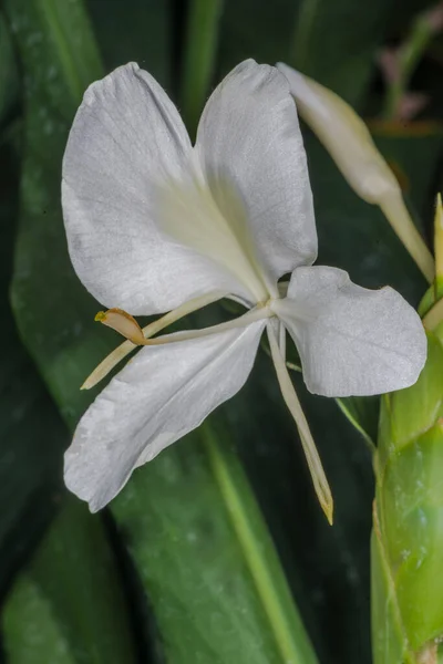 Λευκό Κρίνο Τζίντζερ Λουλούδι Γιρλάντα Hedychium Coronarium — Φωτογραφία Αρχείου