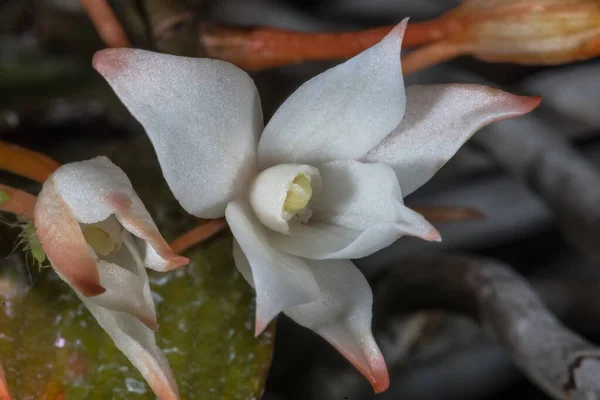 Цветок Орхидеи Aerangis Biloba Moon Age Biloba Casade — стоковое фото