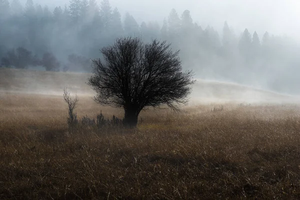Foggy Autumn Morning Idaho — Fotografia de Stock