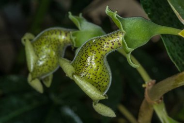 Paliavana Prasinata 'dan Bat Tozlaşmış Çiçekler
