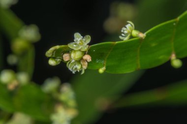Kurdele Çalılığı, Tenya Tesisi (Homalocladium Platycladum)