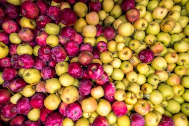 İyi bir Yazdan Sonra Elma Hasadı