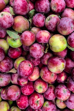 İyi bir Yazdan Sonra Elma Hasadı