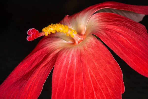 Misk Mallow Abelmoschus Mosçatus Çiçek — Stok fotoğraf