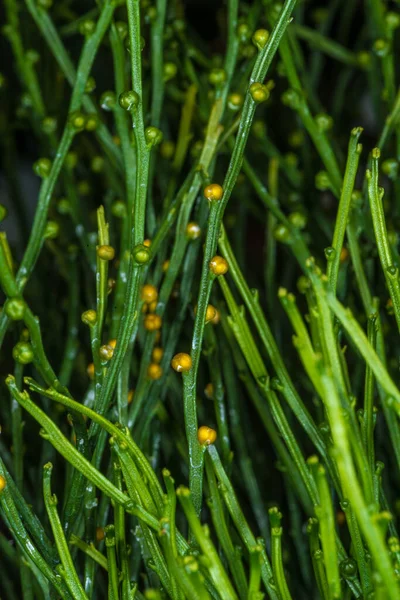 Whisk Fern Skeleton Fork Fern Psilotum Nudum — стоковое фото