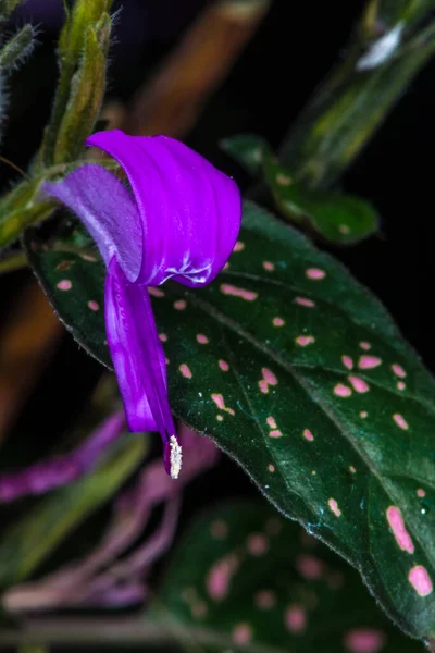 Fleur Plante Pois Hypoestes Phyllostachya — Photo