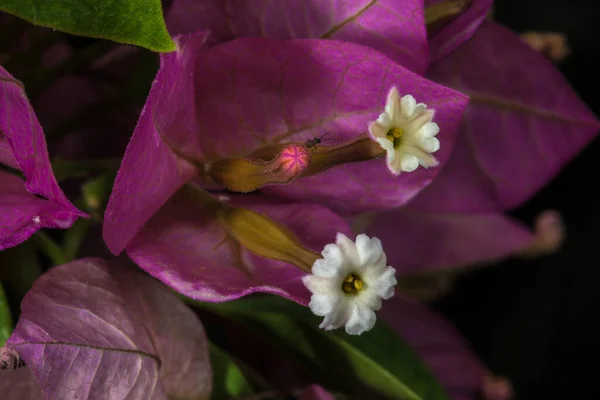 Zbliżenie Bougainvillea Kwiat — Zdjęcie stockowe