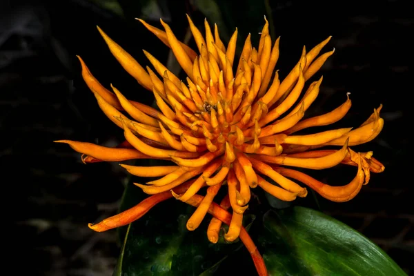 Altın Fırça Burbidgea Scheizocheila Çiçek — Stok fotoğraf