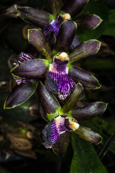 Zggopetalum Orchid Artur Elle Ben Wrighton — 스톡 사진