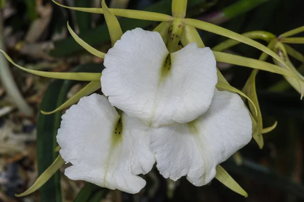 Lady Night Brassavola Nodosa Orchid Flowers — Stock Photo, Image