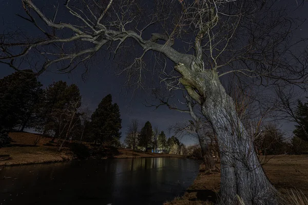 Stromy Rybníka Noci — Stock fotografie