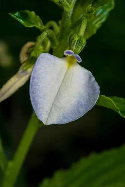 Gros Plan Sur Une Fleur Bosse Hybanthus Communis — Photo