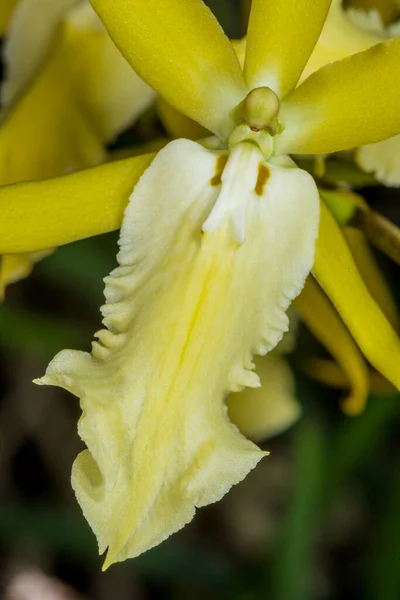 Orquídea Flor Warty Brassia Brassia Verrucosa — Fotografia de Stock