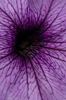 Petunya Çiçeğinin Yapraklarının Yakın Çekimi