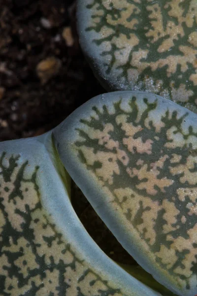 Bir Lithops Yaprağının Yakın Çekimi — Stok fotoğraf