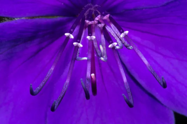 Kwiat Chwały Kwiat Księżniczki Tibouchina Urvilleana — Zdjęcie stockowe