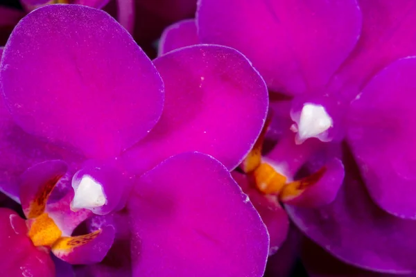 Gros Plan Sur Les Fleurs Orchidée Papillon — Photo