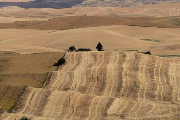 Campos Otoño Palouse —  Fotos de Stock