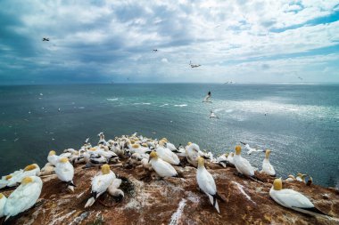 Helgoland, Almanya 'da Kuzey Gannet (Morus bassanus) Kolonisi