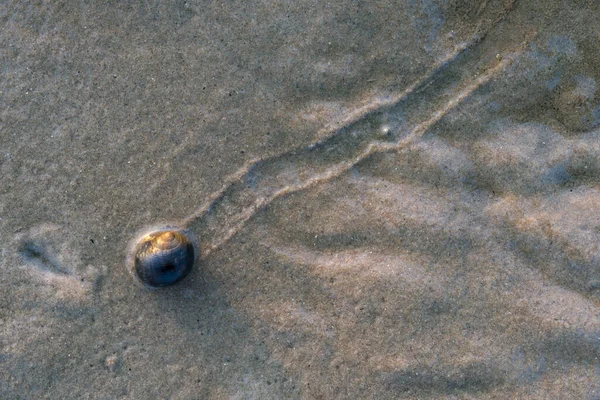 Snail Sliding Through the Tidal Flats