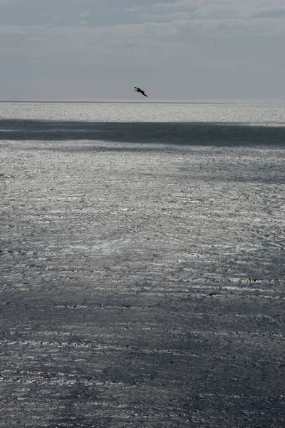 Вид Океан Одной Птицей — стоковое фото