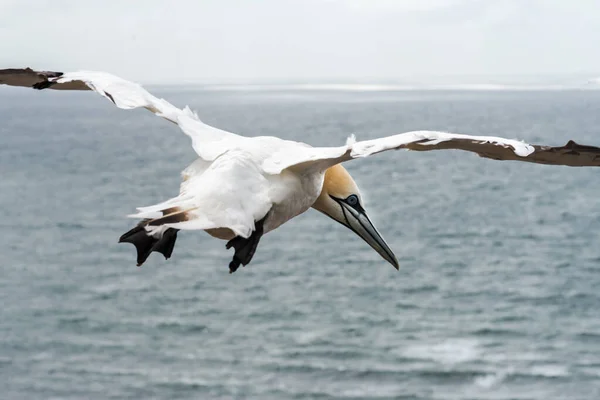 Gannet Del Norte Morus Bassanus Colonia Helgoland Alemania — Foto de Stock