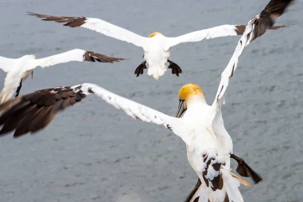 Gannet Del Norte Morus Bassanus Colonia Helgoland Alemania — Foto de Stock