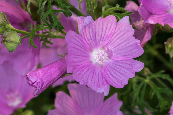 Malwa Zwyczajna Malva Sylvestris Kwiat — Zdjęcie stockowe