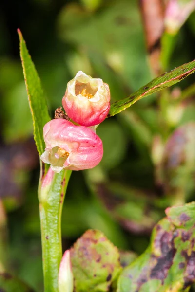 Άνθος Του Ευρωπαϊκού Μύρτιλου Vaccinium Myrtillus — Φωτογραφία Αρχείου