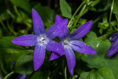 Mor Sırp Çan Çiçeği (Campanula poscharskyana)