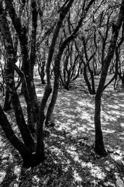 Evergreen Oaks (Quercus ilex), Güney Fransa