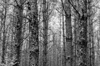 Kuzey Almanya 'da Kozalaklı Orman