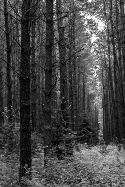 Kuzey Almanya 'da Kozalaklı Orman