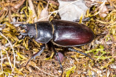 Dişi Geyik Böceği (Lucanus cervus)