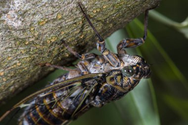 Ağaç ağustosböceğinin (Lyristes plebejus)