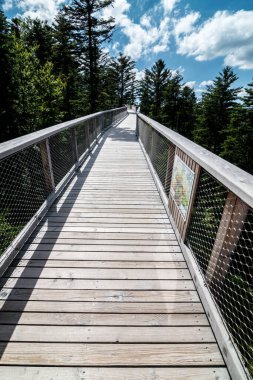 Bad Wildbad 'da Baumwipfelpfad, Kara Orman, Almanya