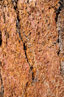 Çam Ağacının Yakın Çekimi