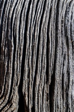 Bir Ağaç Kabuğu Yapısının Yakın Çekimi