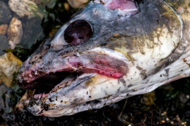 Göçün sonunda. Ölü Somon Kafa.