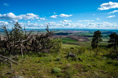 İlkbaharda Washington 'da solgunluk