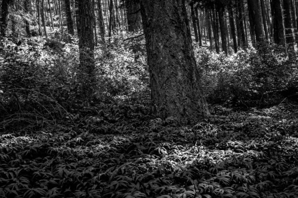 İlkbaharda Siyah ve Beyaz Orman Resmi