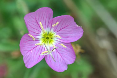 Pembe Akşam Primrose (Oenothera speciosa)
